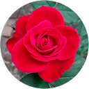 Rosenilda Rodrigues profile picture
